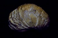 藏品(貝類化石)的圖片